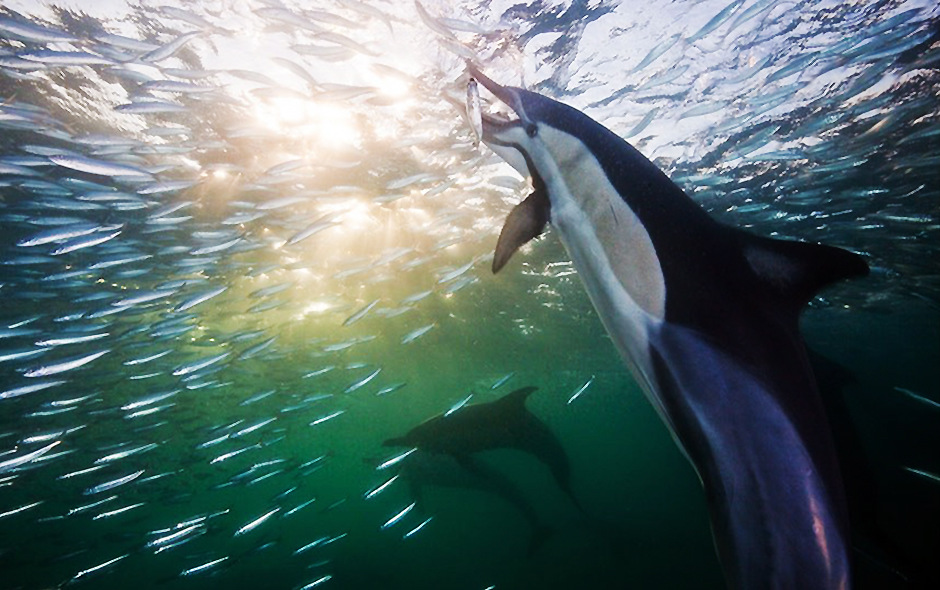 南非沙丁鱼大迁徙 遭遇各种捕食者疯狂追击