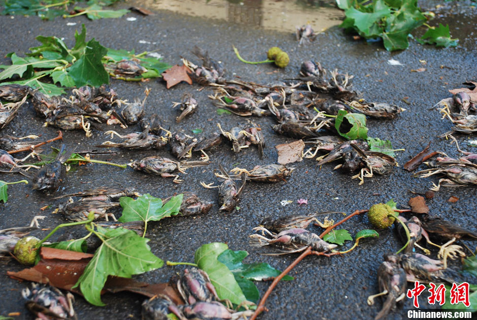 山西夏县遭暴风雨雷电袭击大量麻雀遭雷电击亡