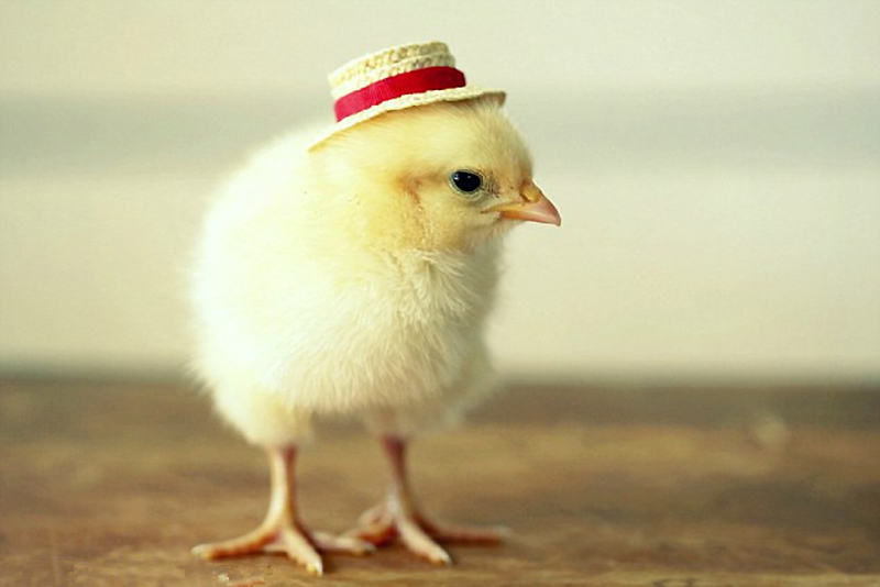 老鹰捉小鸡作文400字四年级_老鹰捉小鸡的作文怎么写200_老鹰捉小鸡作文字四年级