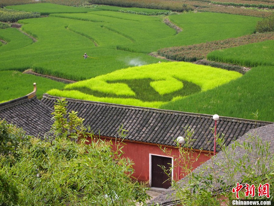 浙江农民在自家稻田种出党徽五角星图案