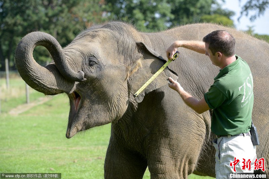 英动物园进行年度称重小家伙不老实累坏管理员