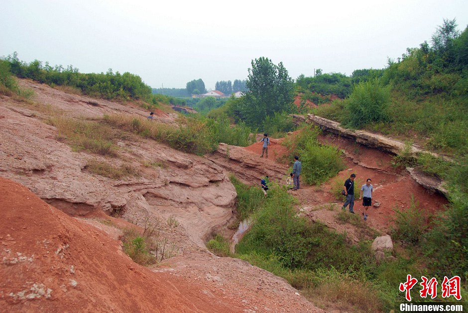 山东莱阳保护发掘大量恐龙化石