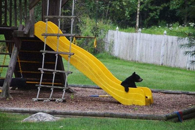 美黑熊携幼崽闯民宅玩滑梯兴高采烈旁若无人15