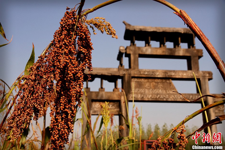 电视剧版红高粱在莫言老家山东高密开拍
