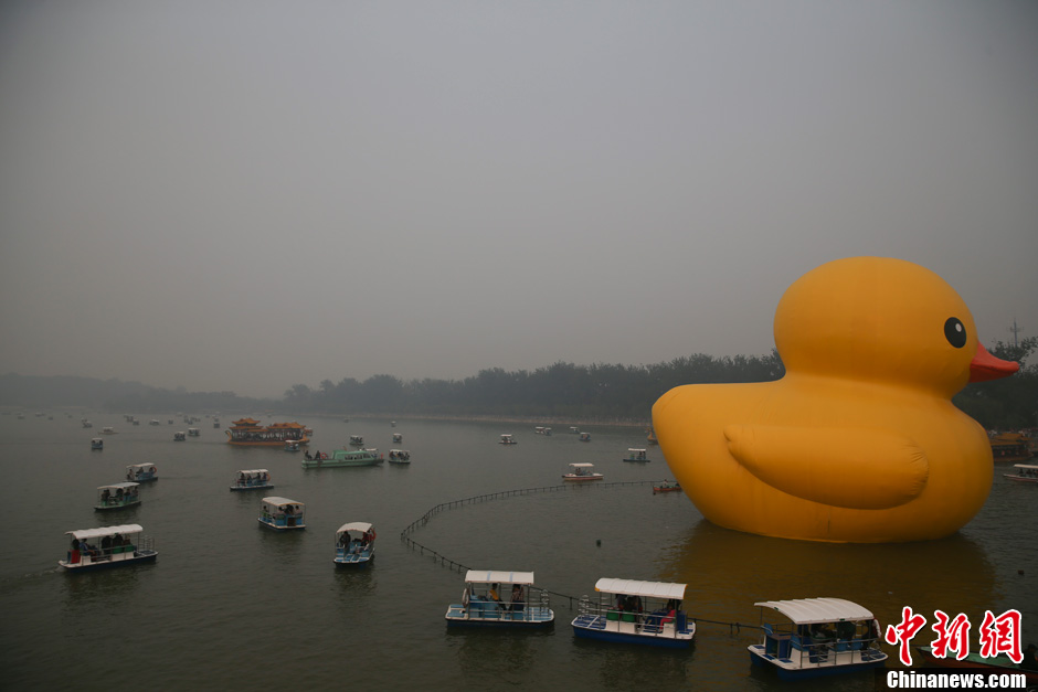 北京重度污染天 游客"赏鸭"热情不减