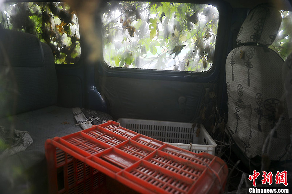 成都一轿车久停长满藤蔓变成僵尸车