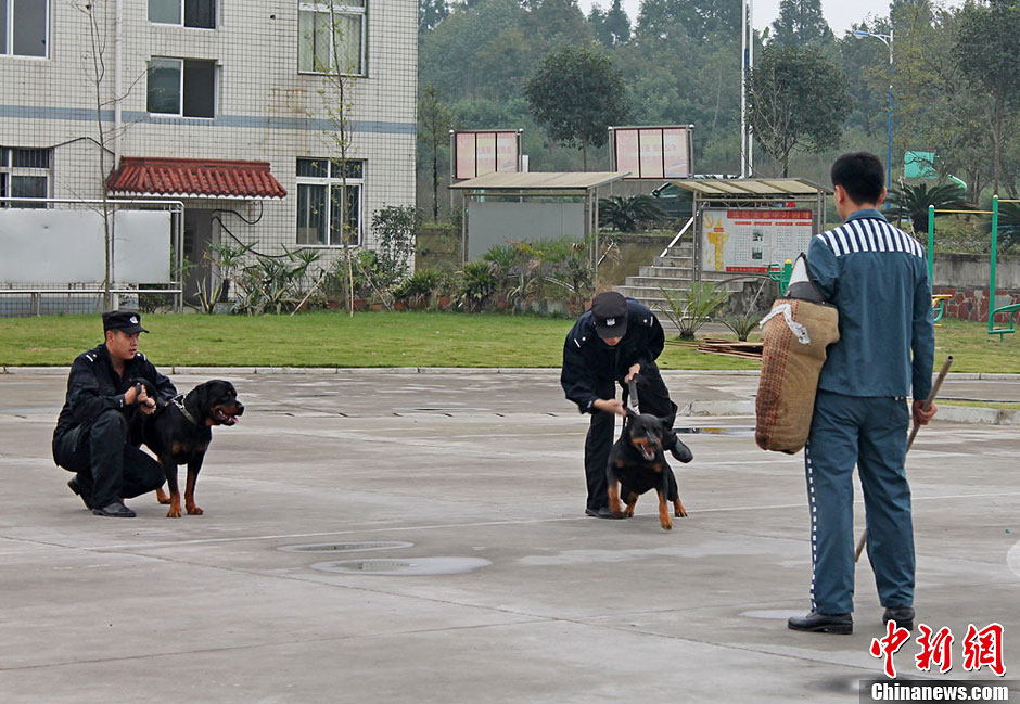 探访四川雅安监狱特警队技战术演练