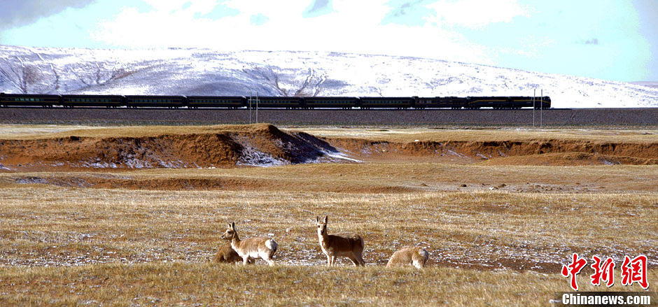 青藏铁路沿线野生动物数量明显恢复