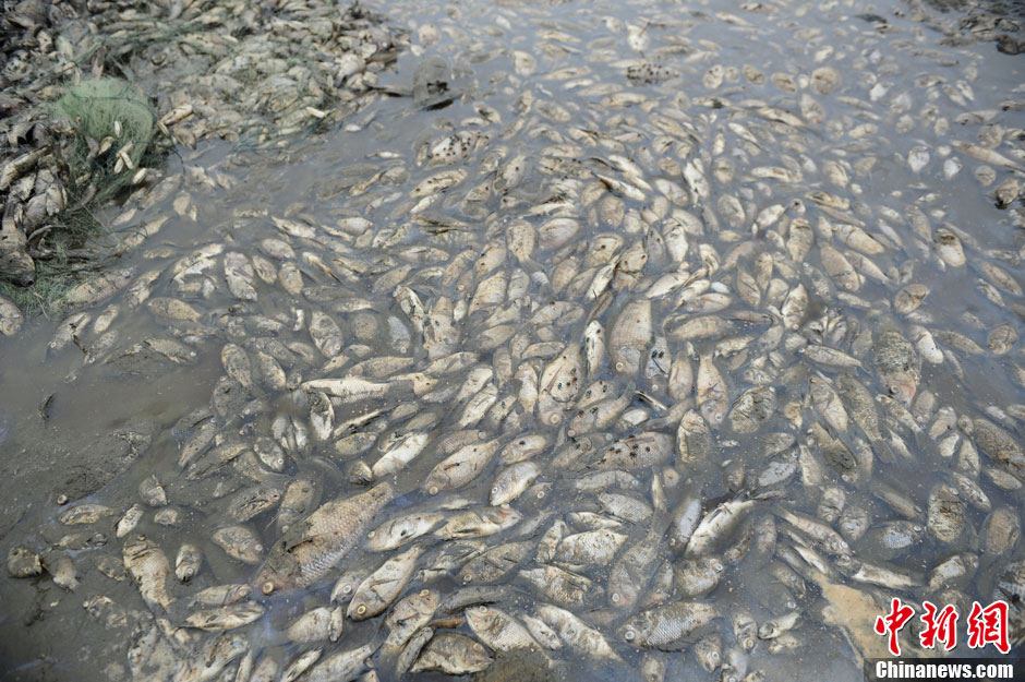 深圳一公园湖内现数百万尾死鱼 恶臭熏天