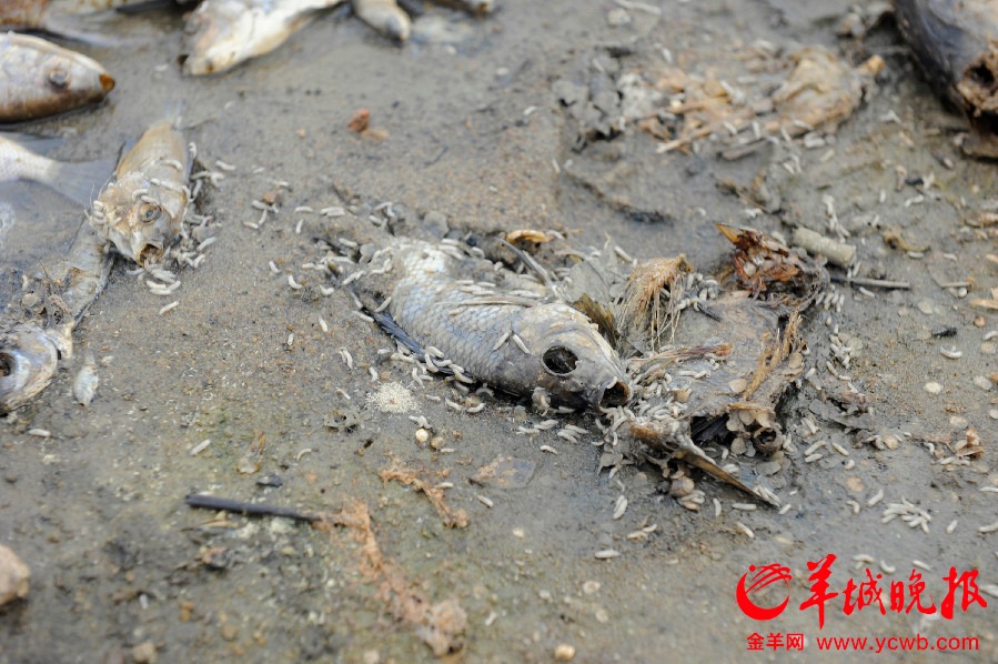 深圳一公园湖内现万斤死鱼 恶臭熏天令人作呕