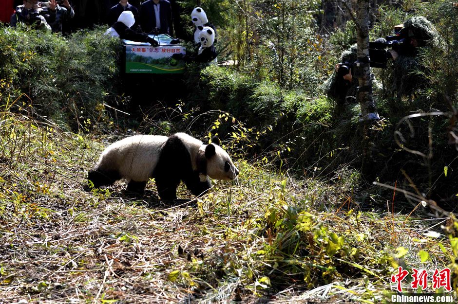 雌性大熊猫"张想"放归自然 冀与"淘淘"相遇
