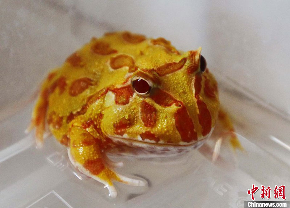 五毒动物藏身广州民居蛇蝎蜥蜴蜘蛛蛤蟆俱全