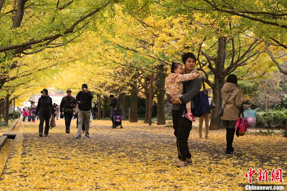 日本关东地区进入红叶最佳观赏期 中新网