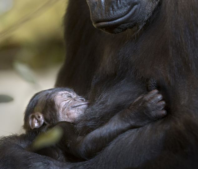 母猴子抱着小猴子照片图片