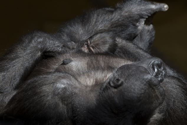 西班牙母猩猩温情拥抱幼崽显母爱