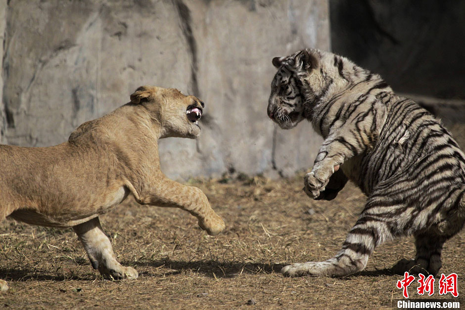 郑州动物园上演狮虎斗