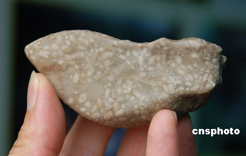 图贵州都柳江畔发现古生物蜓化石