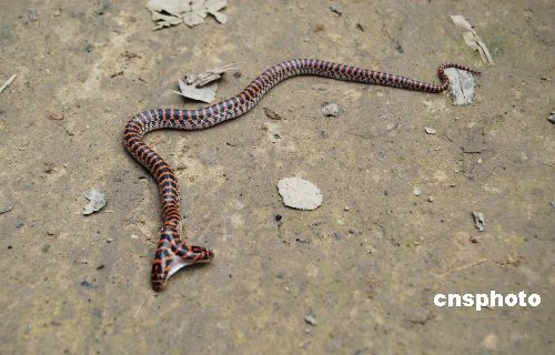 图:周口农家院里惊现双头蛇