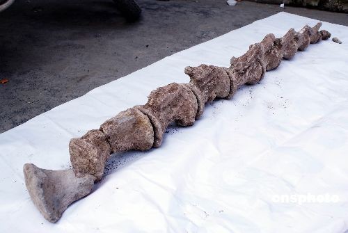 重庆南川发现一亿三千五百万年前恐龙化石