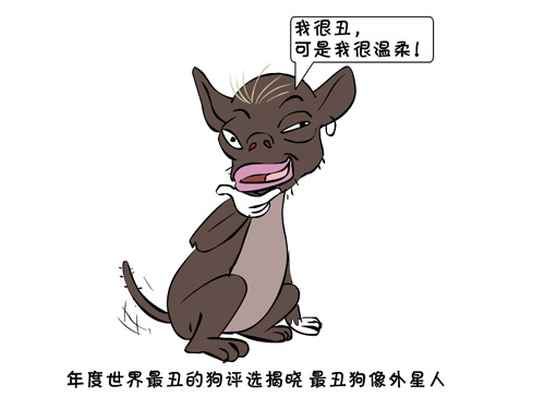 新闻浮世绘年度最丑狗评选揭晓最丑狗像外星人