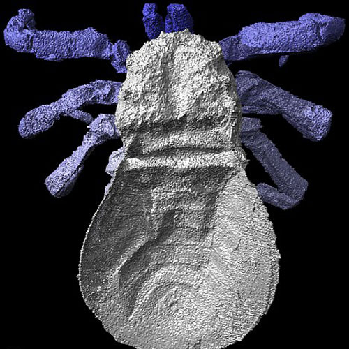 科学家还原3亿年前"史前蜘蛛"真实面貌(2)
