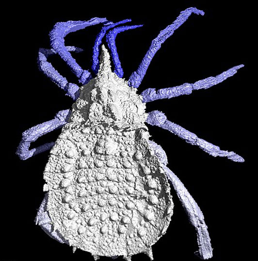 科学家还原3亿年前"史前蜘蛛"真实面貌(3)