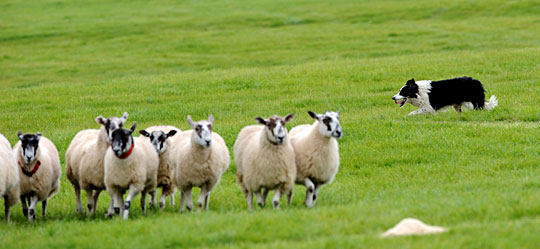 国际牧羊犬大赛 赶羊赛在英国举行(3)