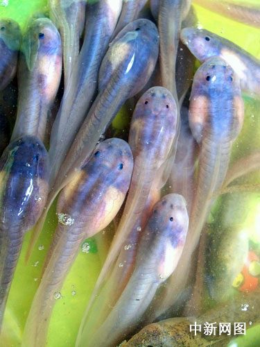 组图:四川现"蝌蚪鱼" 是否鱼类待确认(2)