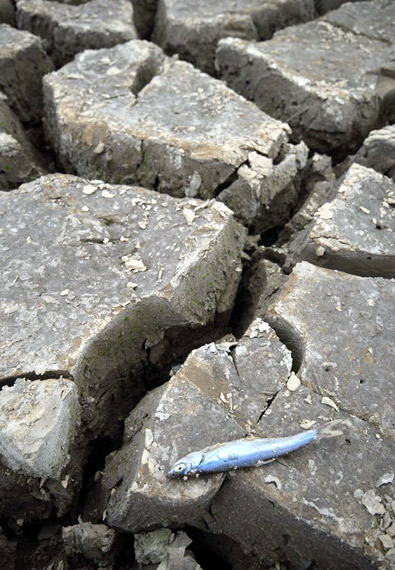 一条小鱼干死在水库底部龟裂的於泥上.乔启明 摄