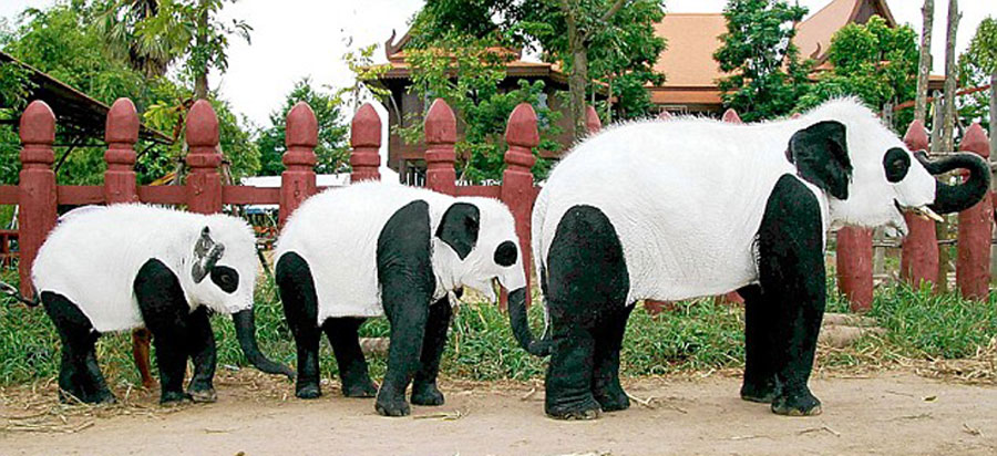 泰国陷入熊猫热 大象也"妆扮"成熊猫