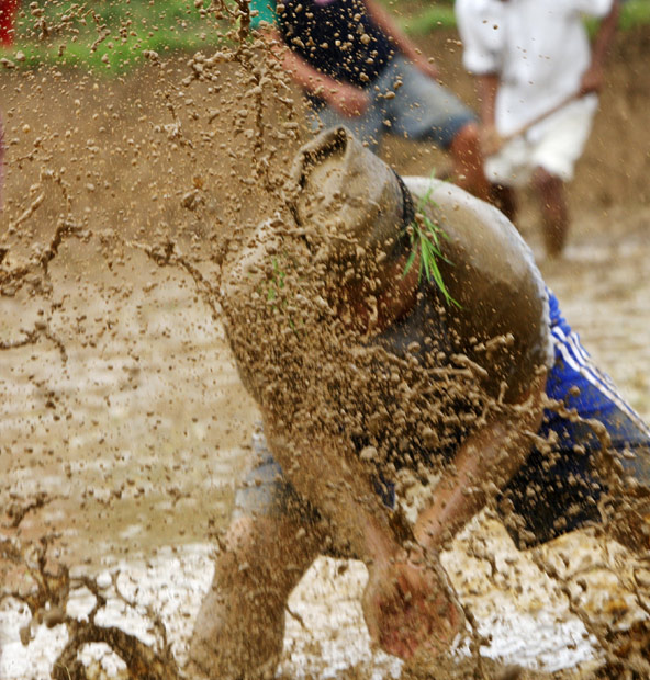 尼泊尔农民互泼泥浆庆祝"水稻日"