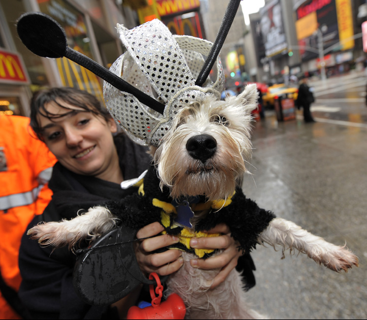 狗狗参加化妆舞会争当时尚新宠