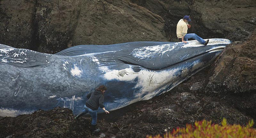 巨型蓝鲸被轮船撞击致死尸体冲上海岸