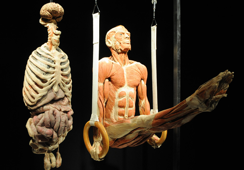 人体解剖现场 真实图片