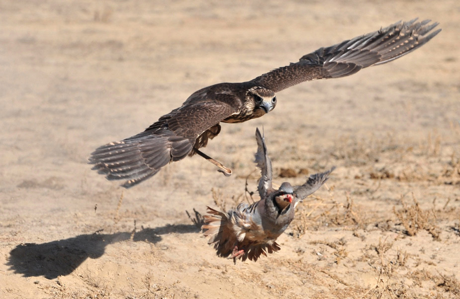 吉尔吉斯斯坦举行传统狩猎节