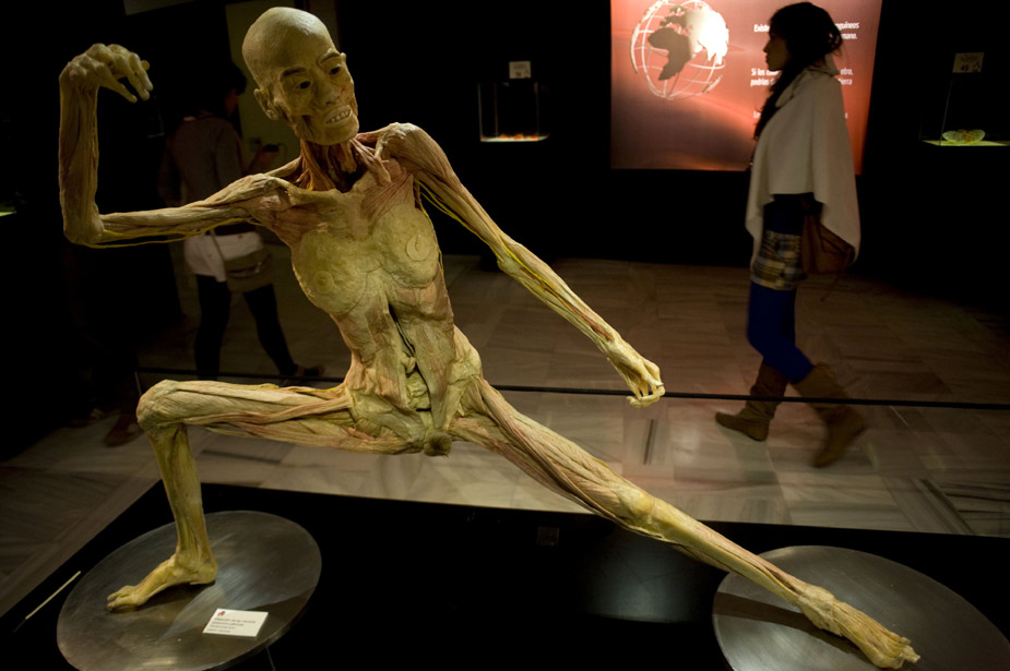 西班牙举办人体标本艺术展