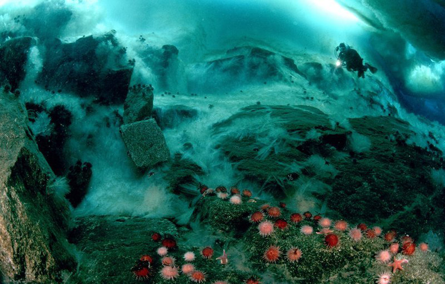 美摄影师辛苦12载拍摄南极奇妙海底世界