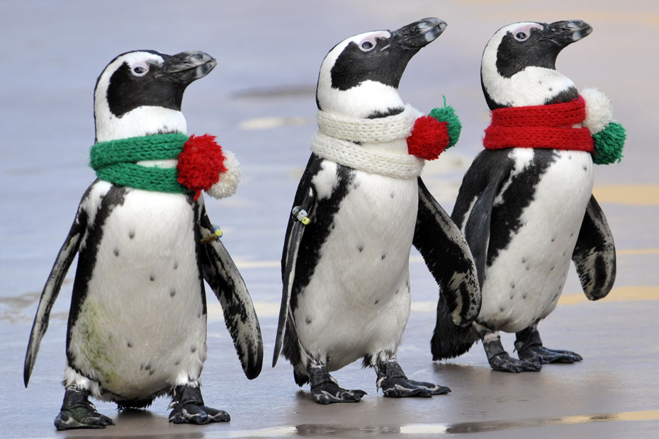 2009年圣诞节的钟声敲响,世界各地的"圣诞老人"架着雪橇,赶着驯鹿