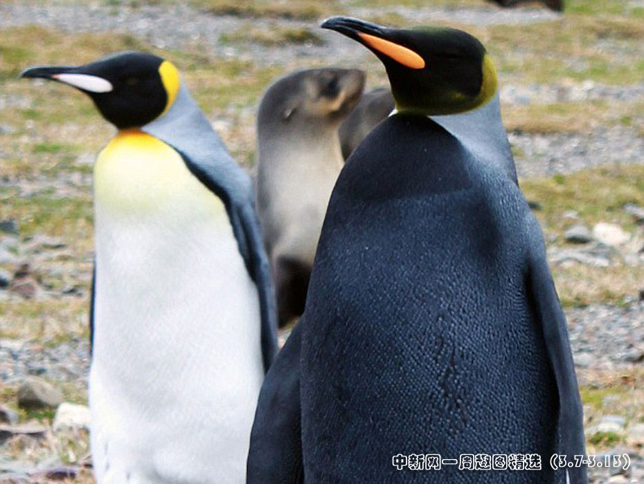中新网一周精彩趣图回顾—黑企鹅