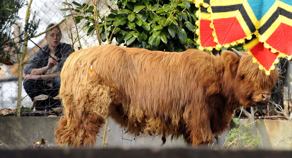 图:韩国传统的清道斗牛节开幕 高清组图:阿富汗举行传统的斗鸡大赛