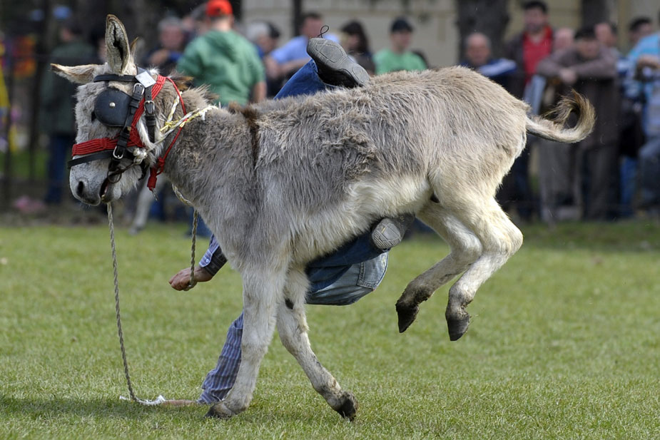 塞尔维亚上演趣味横生的赛驴大赛