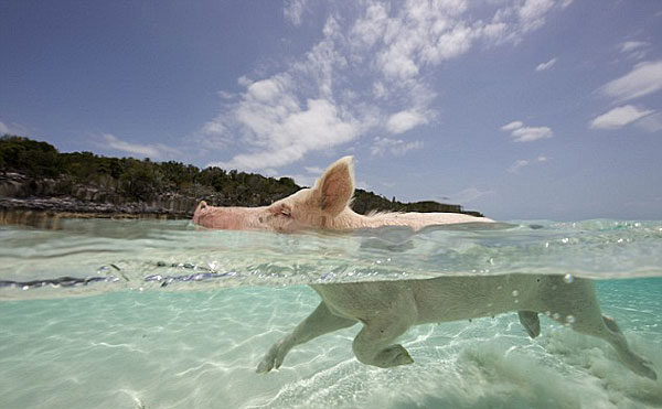 加勒比海小猪热爱海中戏水