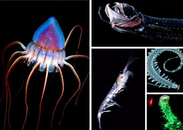 生物发光也能赶走敌人