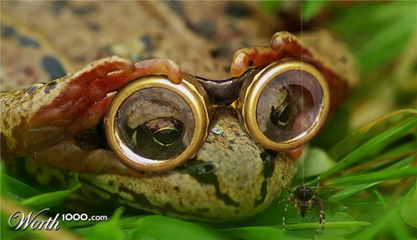 创意图片:"变异"青蛙的欢乐生活