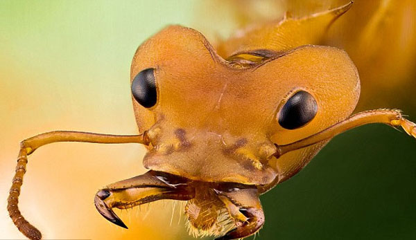 世界上最丑陋的昆虫