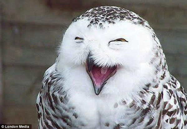 图片频道-动物们笑翻人的憨笑表情