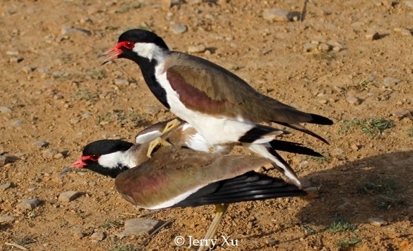 野生动物中的交配大师