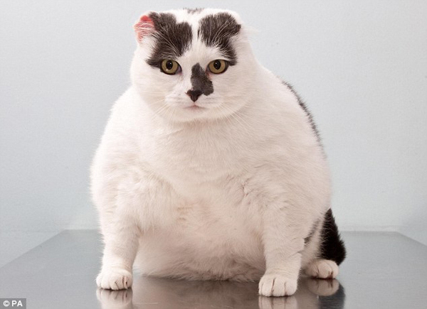 英肥胖宠物减肥比赛进行时 73斤肥猫行动困难