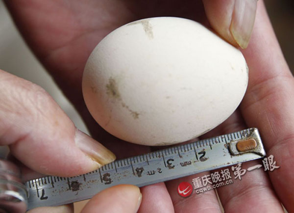 猫头鹰在居民家空调格安家 生育两只宝宝