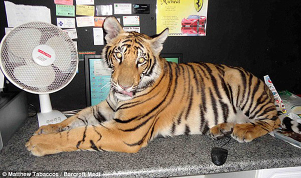 家中养老虎主人被抓破已司空见惯